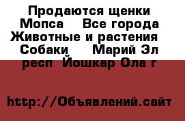 Продаются щенки Мопса. - Все города Животные и растения » Собаки   . Марий Эл респ.,Йошкар-Ола г.